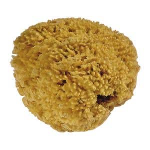 Natural Sea Sponge - size varies - 1 piece